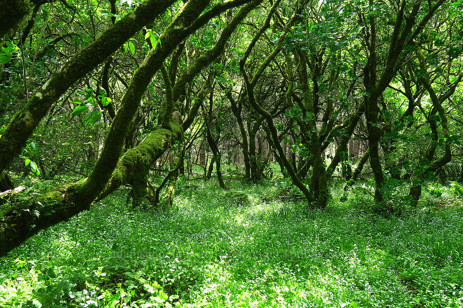 California buckeye grove (Aesculus californica) [Skyline-to-the-Sea Bypass Trail, Big Basin Redwoods State Park, Santa Cruz County, California]