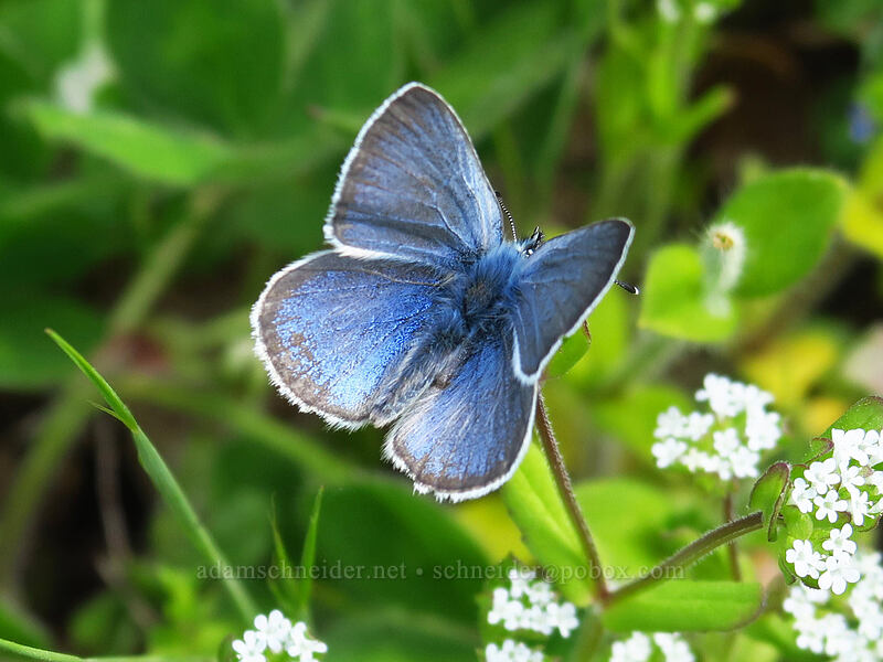 silvery blue butterfly (Glaucopsyche lygdamus) [Baskett Slough NWR, Polk County, Oregon]