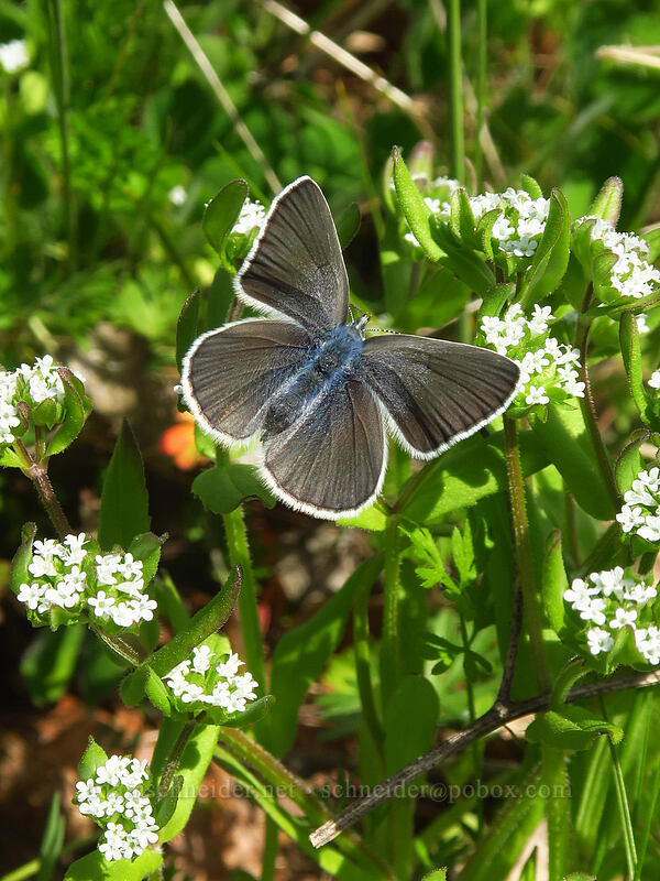 female silvery blue butterfly (Glaucopsyche lygdamus) [Baskett Slough NWR, Polk County, Oregon]