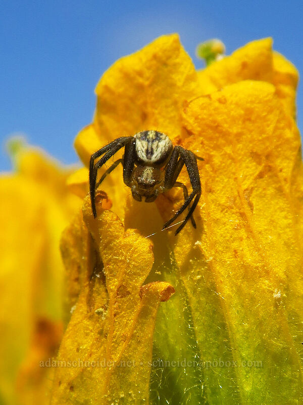 crab spider on golden paintbrush (Mecaphesa sp., Castilleja levisecta) [Baskett Slough NWR, Polk County, Oregon]
