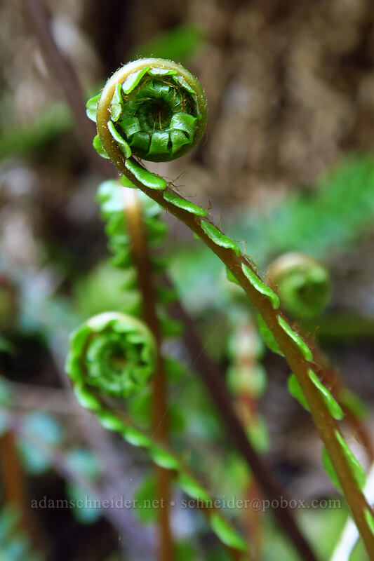 deer fern, unfurling (Blechnum spicant) [Drift Creek Falls Trail, Siuslaw National Forest, Lincoln County, Oregon]