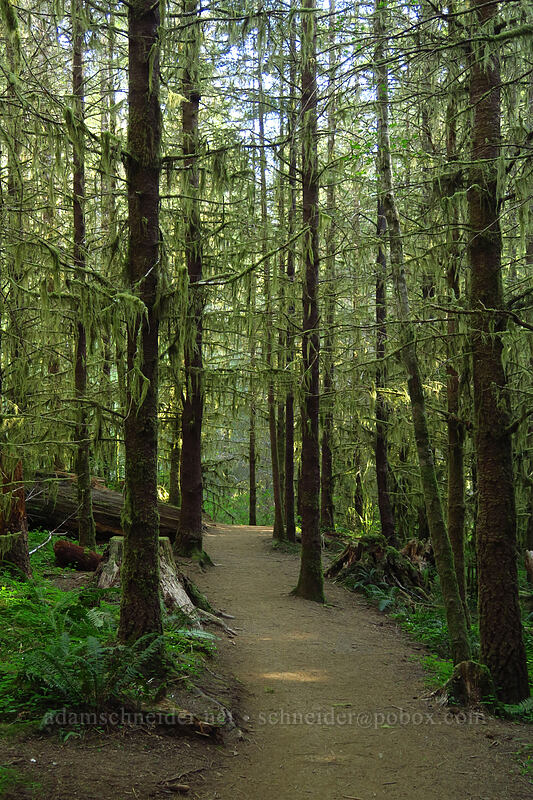 the trail [Drift Creek Falls Trail, Siuslaw National Forest, Lincoln County, Oregon]