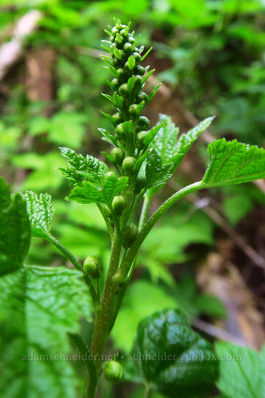 maple-leaved currant, budding (Ribes acerifolium (Ribes howellii)) [Drift Creek Falls Trail, Siuslaw National Forest, Lincoln County, Oregon]