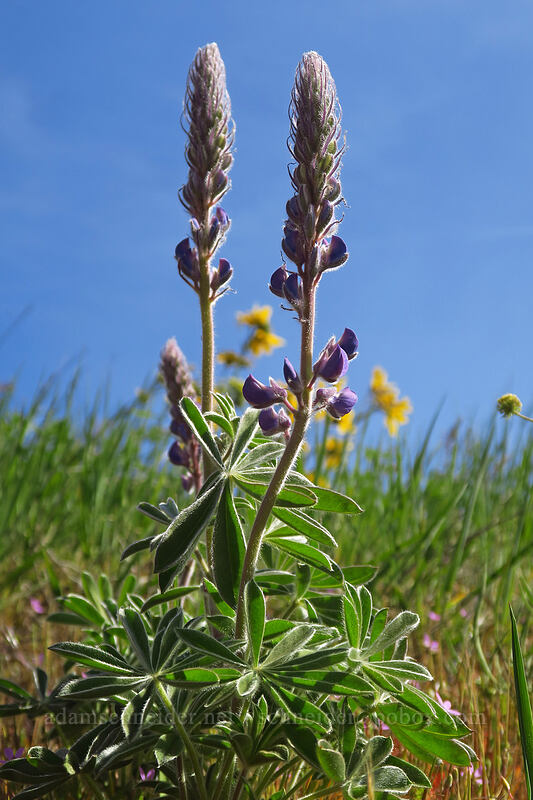 lupine (Lupinus sp.) [Dalles Mountain Ranch, Columbia Hills State Park, Klickitat County, Washington]