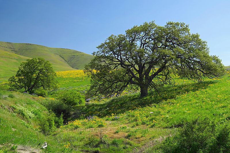 oak trees & wildflowers (Quercus garryana) [Vista Loop Trail, Columbia Hills State Park, Klickitat County, Washington]