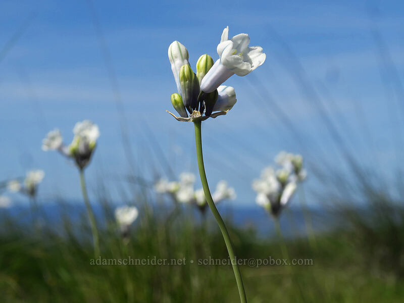 bi-colored cluster lilies (Triteleia grandiflora var. howellii (Brodiaea bicolor)) [Vista Loop Trail, Columbia Hills State Park, Klickitat County, Washington]
