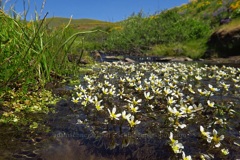white water buttercups (crowfoot) (Ranunculus aquatilis var. diffusus (Ranunculus trichophyllus)) [Eightmile Alternate Trail, Columbia Hills State Park, Klickitat County, Washington]
