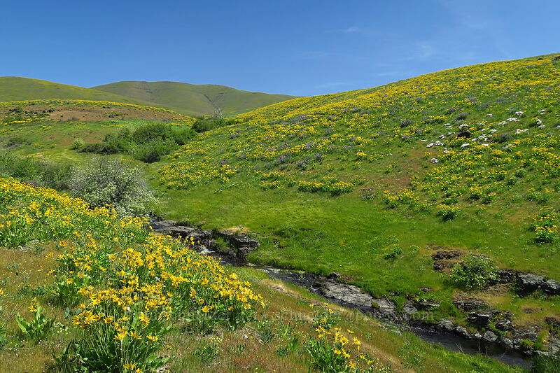 wildflowers [Eightmile Alternate Trail, Columbia Hills State Park, Klickitat County, Washington]