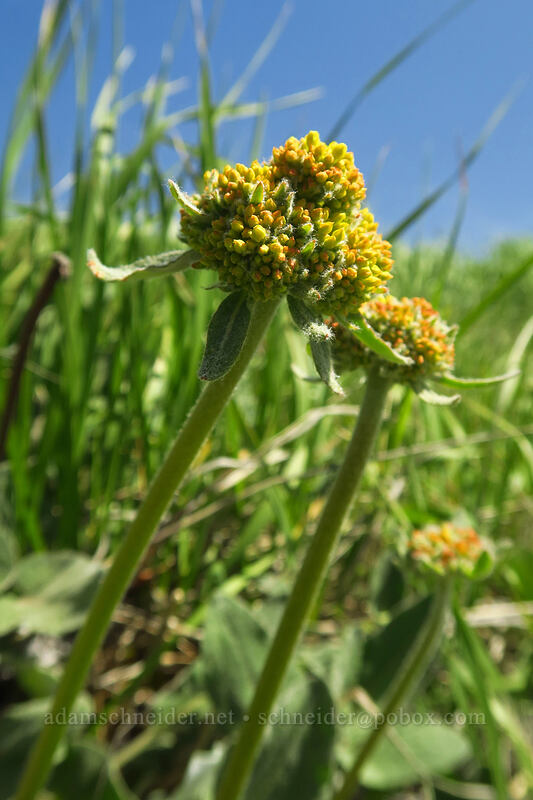 heart-leaf buckwheat (Eriogonum compositum) [Eightmile Alternate Trail, Columbia Hills State Park, Klickitat County, Washington]