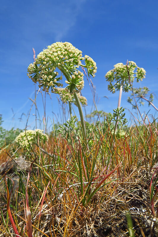 big-seed biscuitroot (Lomatium macrocarpum) [O'Brien Road, Klickitat County, Washington]