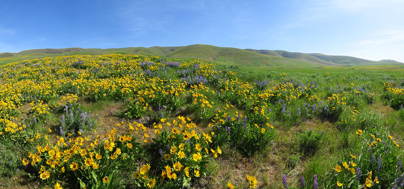 balsamroot & lupine panorama (Balsamorhiza sp., Lupinus sp.) [Dalles Mountain Ranch, Columbia Hills State Park, Klickitat County, Washington]