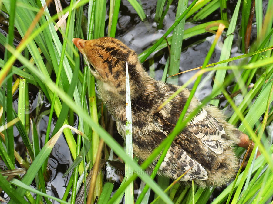 wild turkey chick (Meleagris gallopavo) [Indian Ford Meadow Preserve, Sisters, Deschutes County, Oregon]