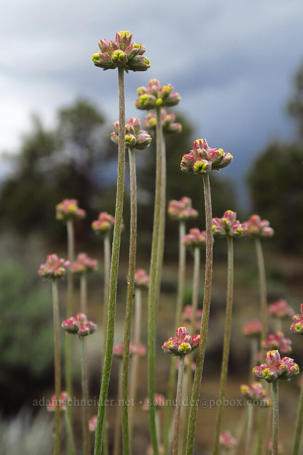 cushion buckwheat (Eriogonum ovalifolium) [Ancient Juniper Trail, Oregon Badlands Wilderness, Deschutes County, Oregon]