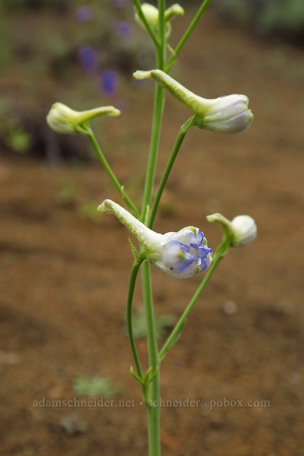 whitish larkspur (Delphinium sp.) [Ancient Juniper Trail, Oregon Badlands Wilderness, Deschutes County, Oregon]