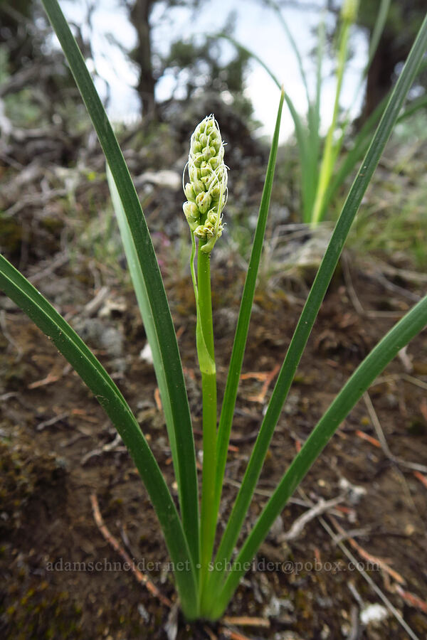 death-camas, budding (Toxicoscordion venenosum (Zigadenus venenosus)) [Flatiron Rock Trail, Oregon Badlands Wilderness, Deschutes County, Oregon]