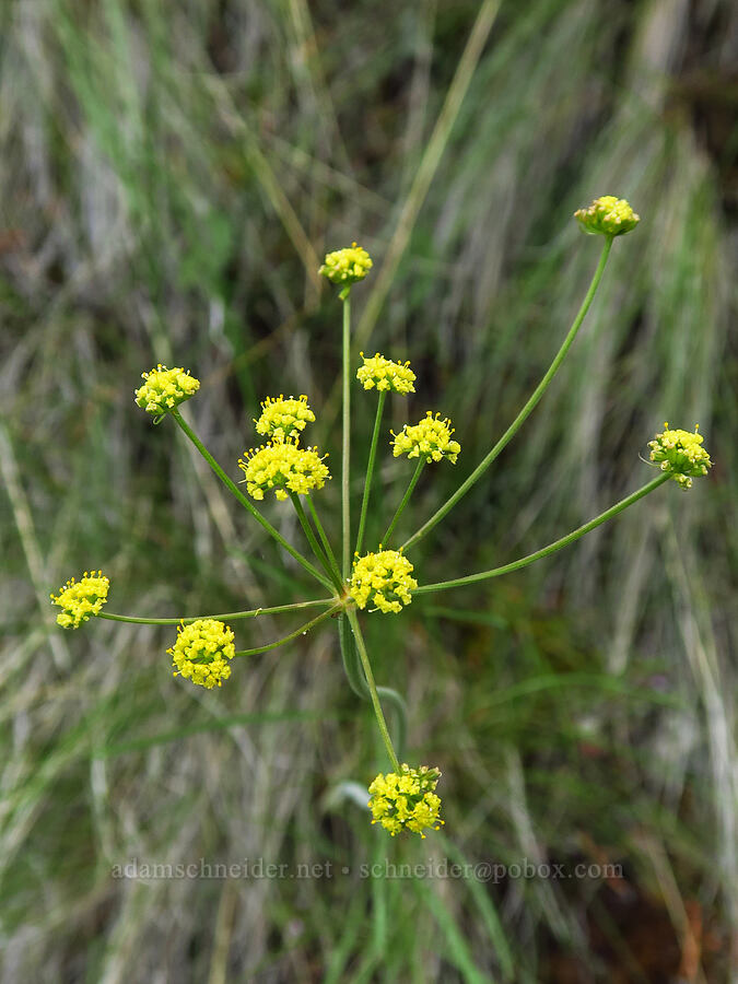 nine-leaf desert parsley (Lomatium triternatum) [Flatiron Rock, Oregon Badlands Wilderness, Deschutes County, Oregon]