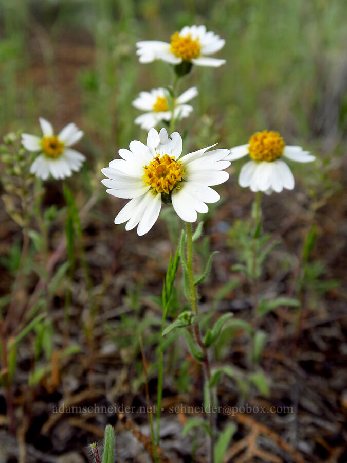 white tidy-tips (Layia glandulosa) [Flatiron Rock Trail, Oregon Badlands Wilderness, Deschutes County, Oregon]