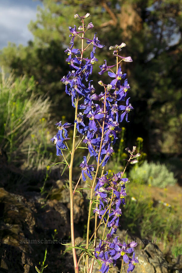 desert larkspur (Delphinium andersonii) [Flatiron Rock Trail, Oregon Badlands Wilderness, Deschutes County, Oregon]