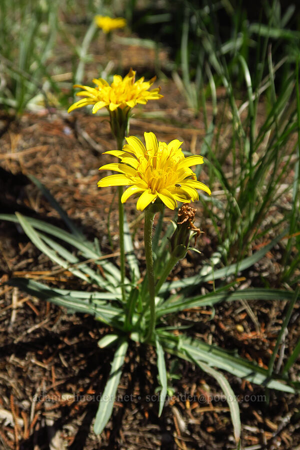 sagebrush agoseris (Agoseris parviflora) [Whychus Canyon Preserve, Deschutes County, Oregon]