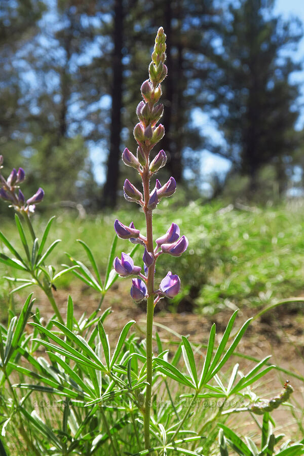 silvery lupine (Lupinus argenteus) [Whychus Canyon Preserve, Deschutes County, Oregon]