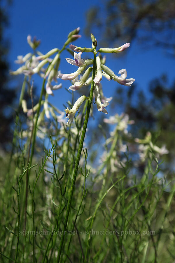 Idaho milk-vetch (Astragalus conjunctus) [Whychus Canyon Preserve, Deschutes County, Oregon]
