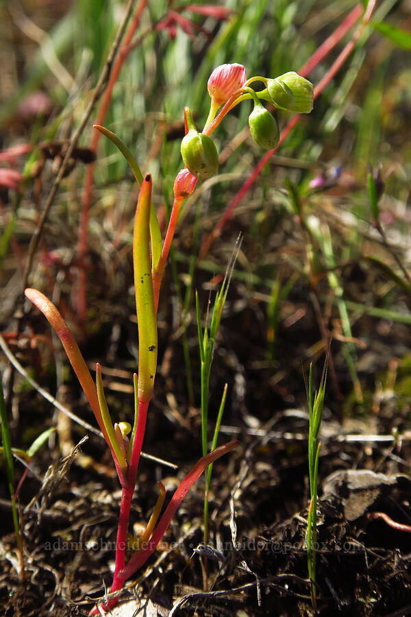 line-leaf montia (Montia linearis (Claytonia linearis)) [Whychus Canyon Preserve, Deschutes County, Oregon]
