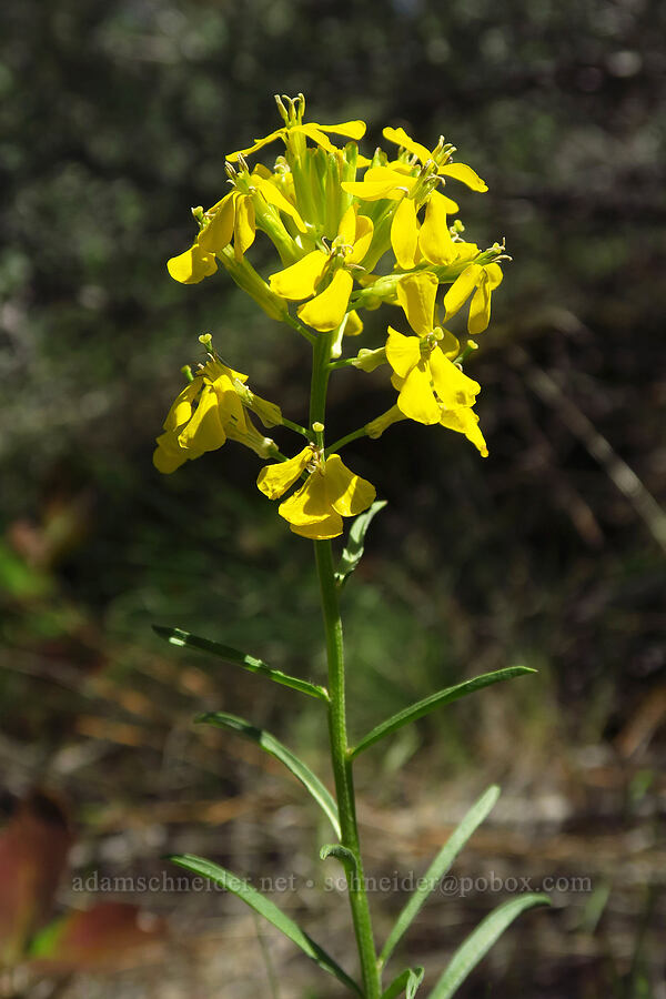 wallflower (Erysimum capitatum) [Whychus Canyon Preserve, Deschutes County, Oregon]