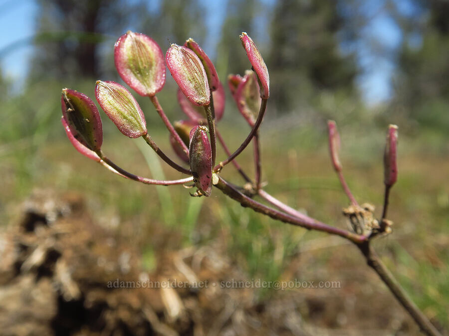 Nevada biscuitroot, going to seed (Lomatium nevadense) [Whychus Canyon Preserve, Deschutes County, Oregon]