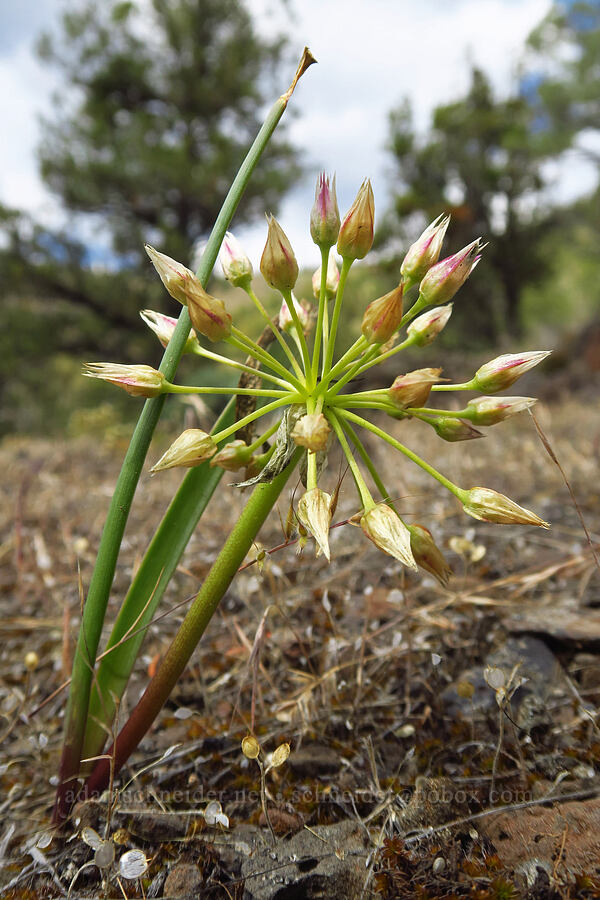 Tolmie's onion (Allium tolmiei) [Chimney Rock Trail, Crook County, Oregon]