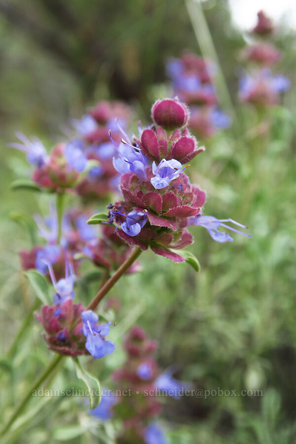 purple sage (Salvia dorrii) [Chimney Rock Trail, Crook County, Oregon]