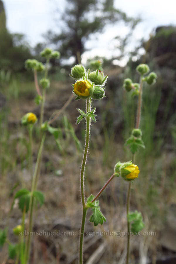 sticky cinquefoil (Drymocallis sp. (Potentilla glandulosa)) [Chimney Rock Trail, Crook County, Oregon]
