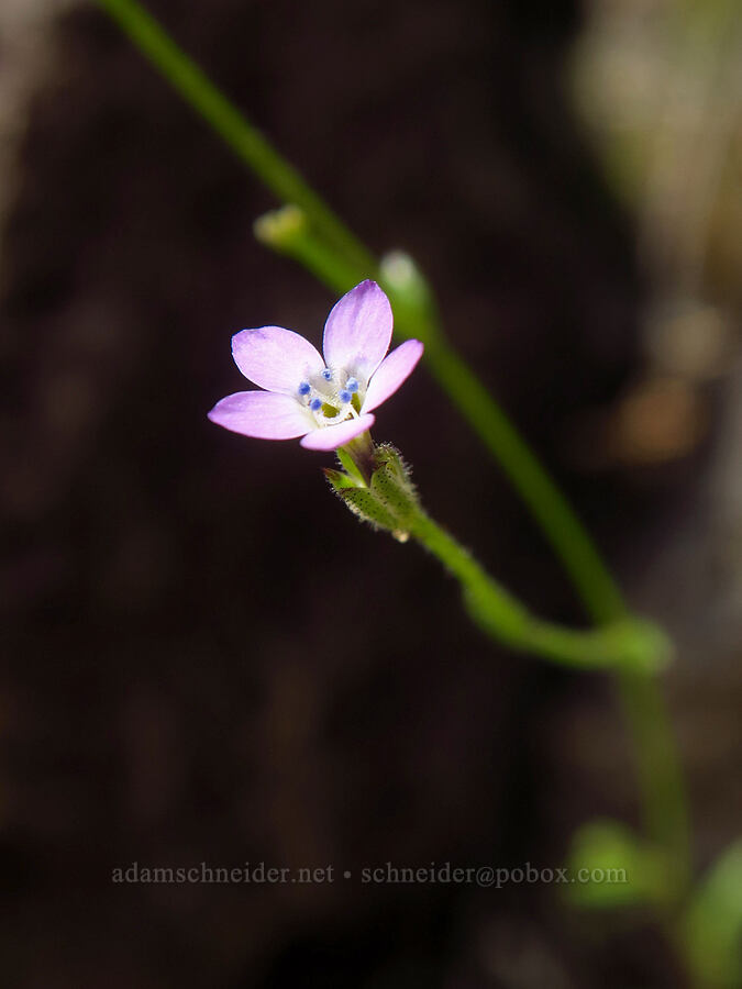mystery gilia (Gilia sp.) [Chimney Rock Trail, Crook County, Oregon]