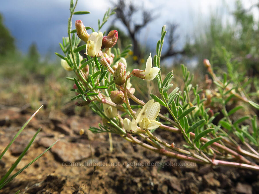 scabland milk-vetch (Astragalus misellus var. misellus) [Chimney Rock Trail, Crook County, Oregon]