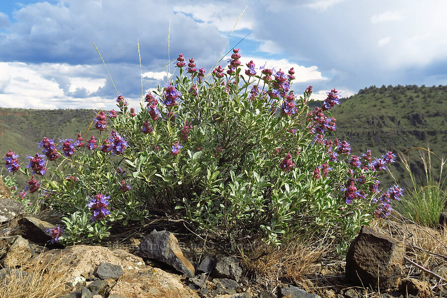 purple sage (Salvia dorrii) [Chimney Rock, Crook County, Oregon]