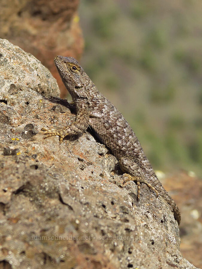 Great Basin fence lizard (Sceloporus occidentalis longipes) [Chimney Rock, Crook County, Oregon]