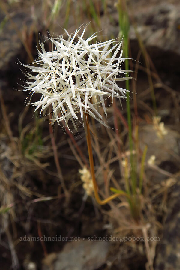 silverpuffs seeds (Uropappus lindleyi (Microseris lindleyi)) [below Chimney Rock, Crook County, Oregon]