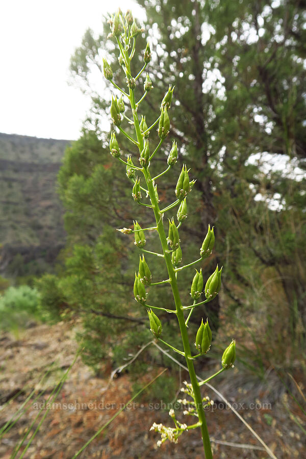 death-camas, going to seed (Toxicoscordion venenosum (Zigadenus venenosus)) [below Chimney Rock, Crook County, Oregon]