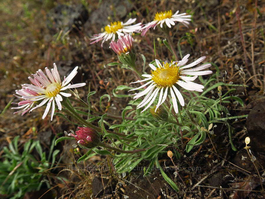 showy townsendia (Townsendia florifer (Townsendia florifera)) [below Chimney Rock, Crook County, Oregon]