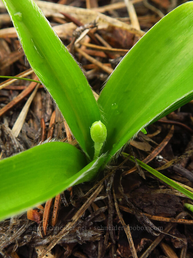 bead lily, budding (Clintonia uniflora) [Blue Lagoon Trail, Deschutes National Forest, Deschutes County, Oregon]