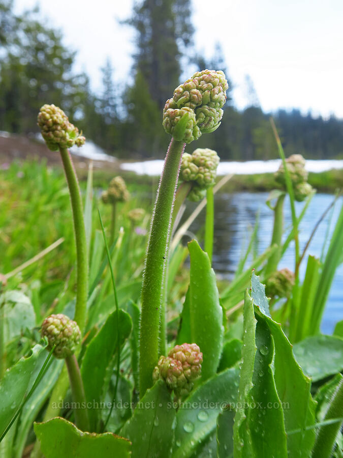 Oregon saxifrage (Micranthes oregana (Saxifraga oregana)) [Sparks Lake, Deschutes National Forest, Deschutes County, Oregon]