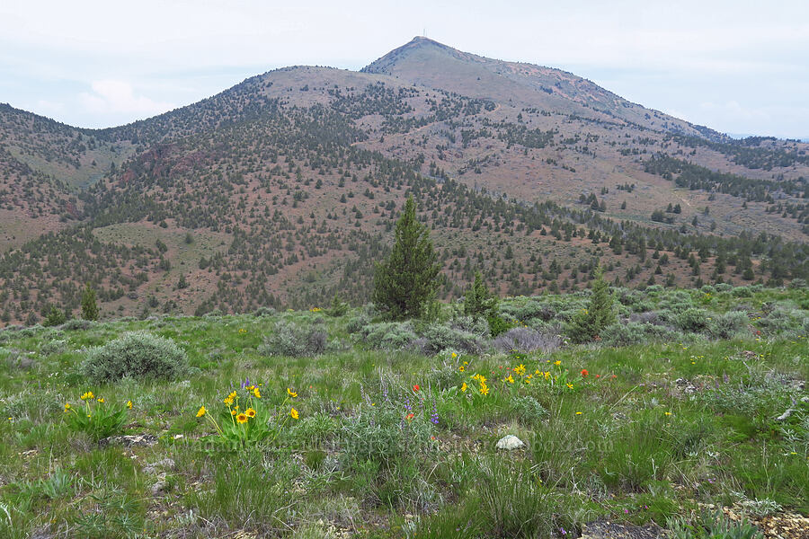 wildflowers & Gray Butte [Forest Road 5720-100, Crooked River National Grassland, Jefferson County, Oregon]
