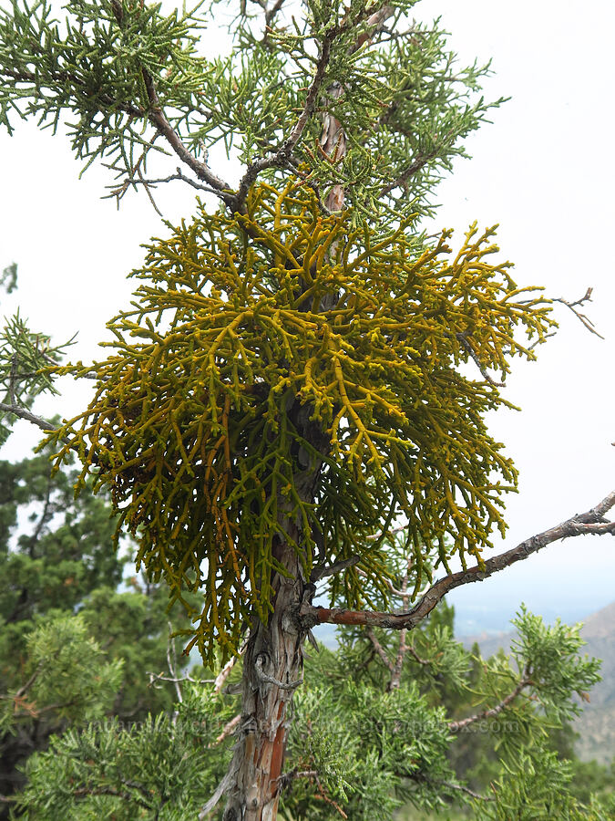 juniper mistletoe (Phoradendron juniperinum) [ridge south of Gray Butte, Deschutes County, Oregon]