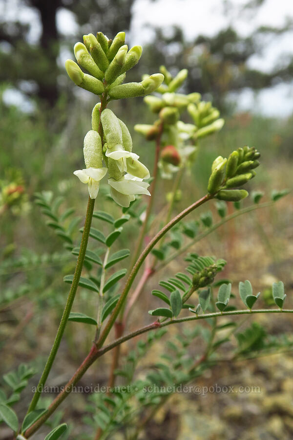 curve-pod milk-vetch (Astragalus curvicarpus) [ridge south of Gray Butte, Deschutes County, Oregon]