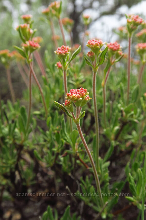 rock buckwheat (Eriogonum sphaerocephalum) [ridge south of Gray Butte, Deschutes County, Oregon]
