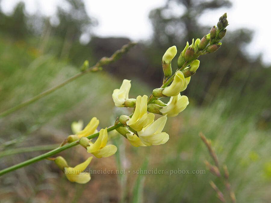 thread-leaf milk-vetch (Astragalus filipes) [ridge south of Gray Butte, Deschutes County, Oregon]
