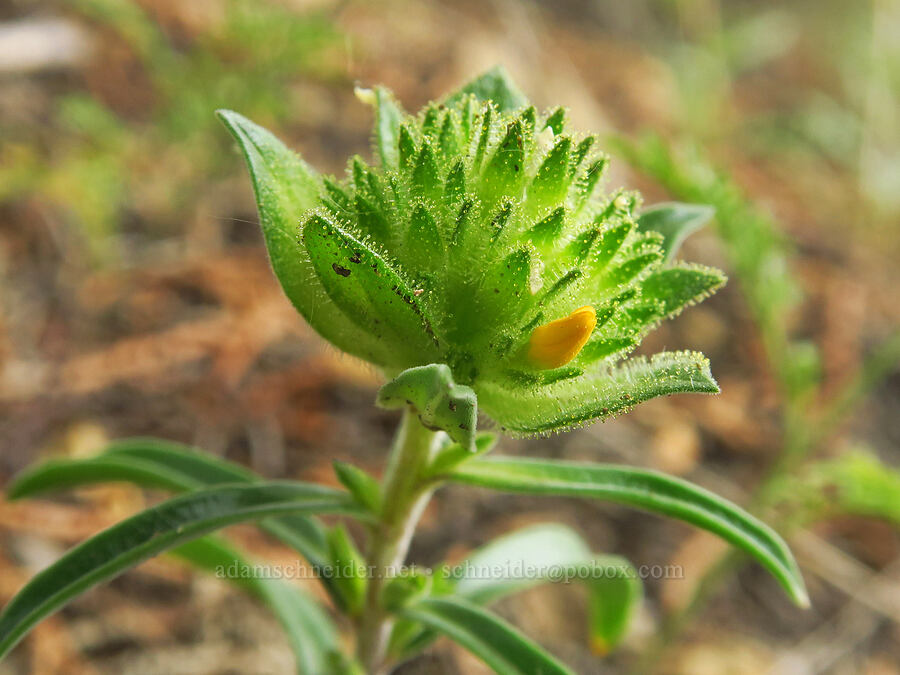 grand collomia, budding (Collomia grandiflora) [Gray Butte Trail, Deschutes County, Oregon]