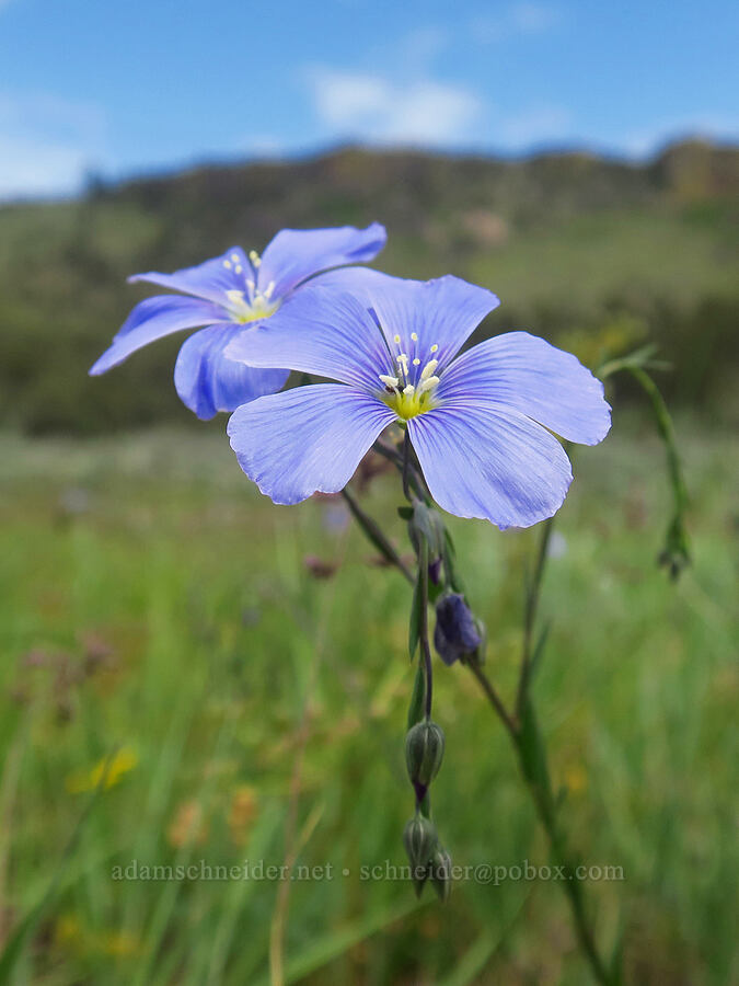 blue flax (Linum lewisii (Linum perenne var. lewisii)) [Forest Road 5710, Crooked River National Grassland, Jefferson County, Oregon]