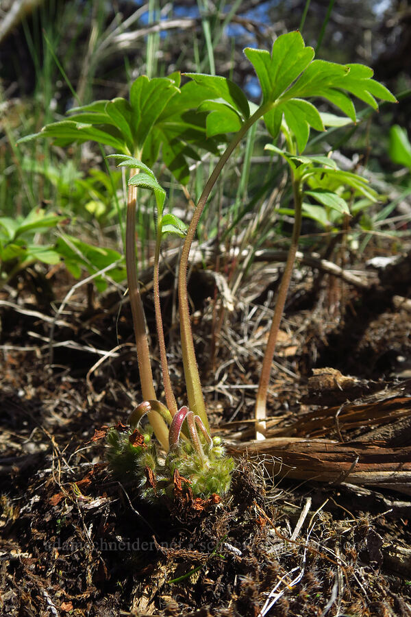 ball-head waterleaf (Hydrophyllum capitatum var. capitatum) [Gray Butte Trail, Crooked River National Grassland, Jefferson County, Oregon]