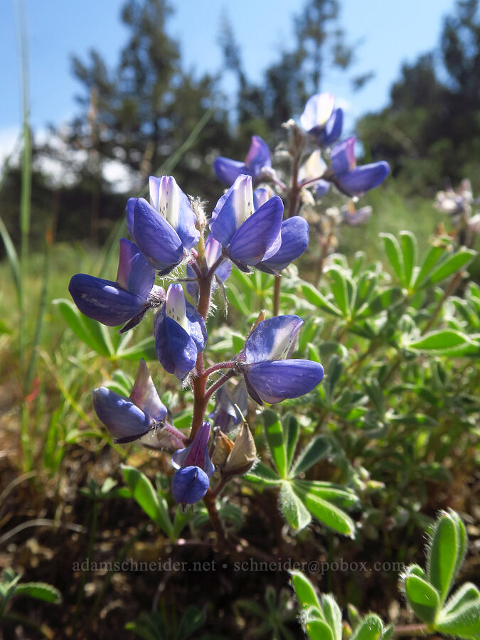 short lupine (Lupinus sp.) [Gray Butte Trail, Crooked River National Grassland, Jefferson County, Oregon]