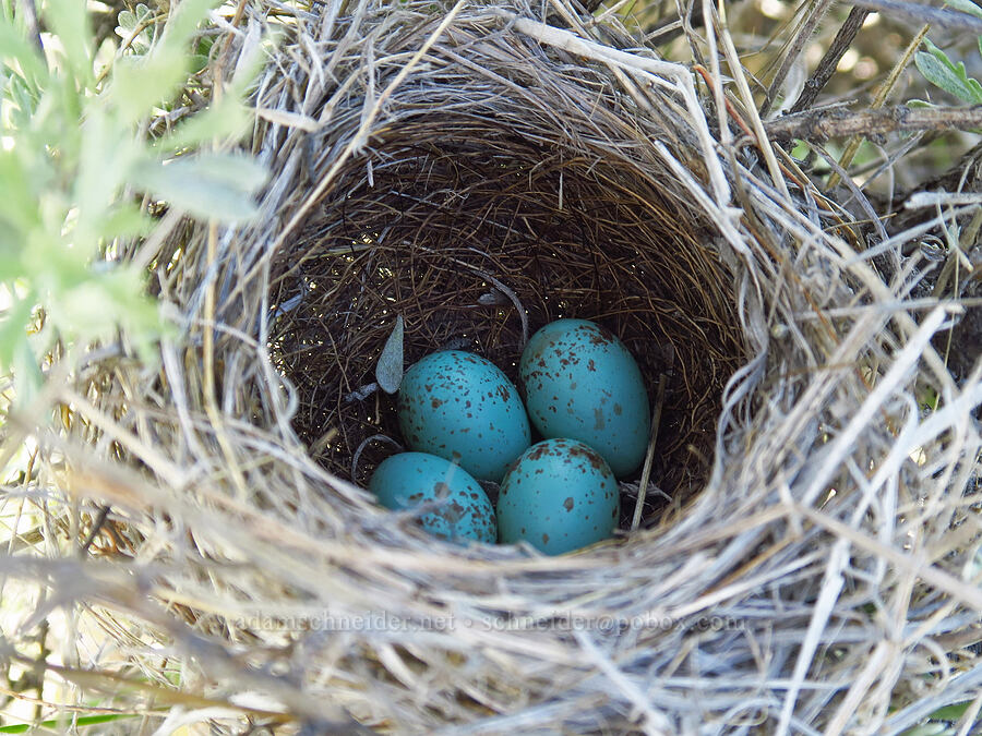 blue speckled eggs [Gray Butte Trail, Crooked River National Grassland, Jefferson County, Oregon]